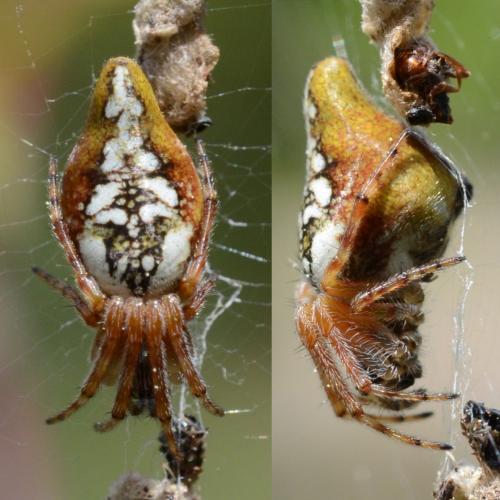 Cyclosa conica